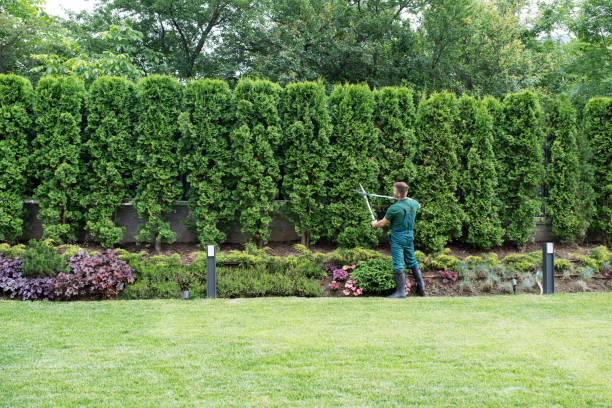 Best Tree Trimming and Pruning  in Statesboro, GA