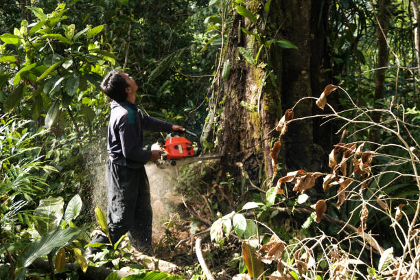 Best Root Management and Removal  in Statesboro, GA