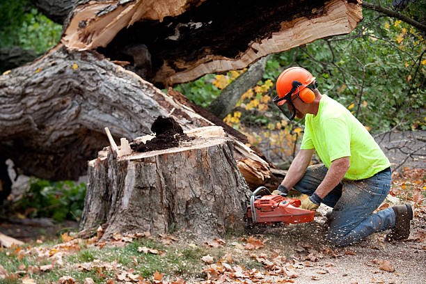 Best Tree Cabling and Bracing  in Statesboro, GA