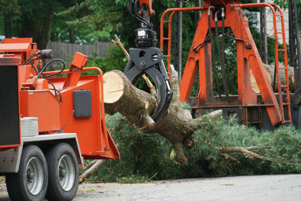 Best Tree and Shrub Care  in Statesboro, GA