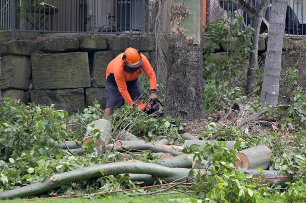  Statesboro, GA Tree Services Pros