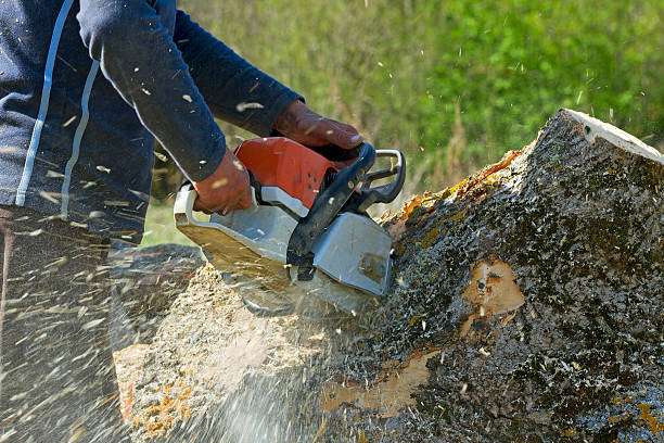 Best Tree Removal  in Statesboro, GA