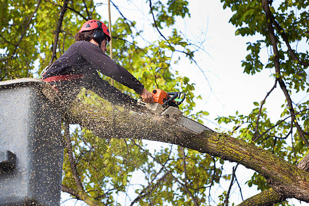 Best Tree Preservation Services  in Statesboro, GA