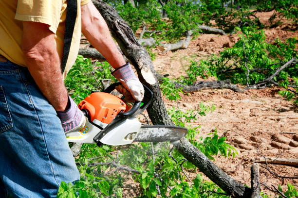 Best Tree Maintenance Programs  in Statesboro, GA